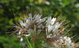 Polanisia dodecandra | Dwarf Cleome | Clammy Weed | 50_Seeds