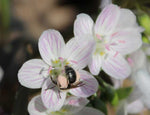 Claytonia virginica | SpringBeauty | Fairy Spud | Good Morning Spring | 20_Seeds