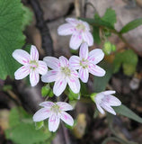 Claytonia virginica | SpringBeauty | Fairy Spud | Good Morning Spring | 20_Seeds