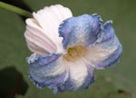 Clematis crispa | Curly Swamp LeatherFlower | Blue Jasmine | 5_Seeds