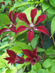 Clematis texensis Gravetye Beauty | Small Flowered Clematis | 10_Seeds