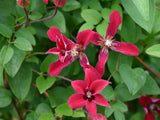 Clematis texensis Gravetye Beauty | Small Flowered Clematis | 10_Seeds