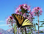 Cleome serrulata | Rocky Mountain Beeplant | Waa | 100_Seeds