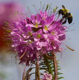 Cleome serrulata | Rocky Mountain Beeplant | Waa | 100_Seeds