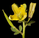 Cleome viscosa | Tickweed | Asian Spiderflower | Jazmin de Rio | 10_Seeds