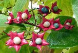 Clerodendrum trichotomum | Harlequin Glory Bower | Chance Tree | 5_Seeds