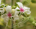 Clerodendrum infortunatum | Bhat | Hill Glory Bower | 5_Seeds