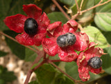 Clerodendrum infortunatum | Bhat | Hill Glory Bower | 5_Seeds