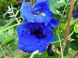 Clitoria ternatea Double Blue | Butterfly Pea | 5_seeds