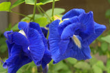 Clitoria ternatea Double Blue | Butterfly Pea | 5_seeds