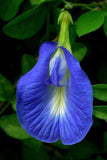 Clitoria ternatea Single Blue | Butterfly Pea | 10_seeds
