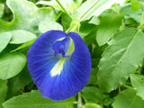 Clitoria ternatea Single Blue | Butterfly Pea | 10_seeds