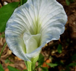 Clitoria ternatea Single Lavender | 10_seeds