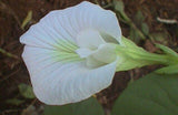 Clitoria ternatea Single White | 10_seeds