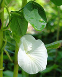 Clitoria ternatea Single White | 10_seeds