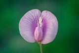 Clitoria ternatea Single Pink | Butterfly Pea | 10_seeds