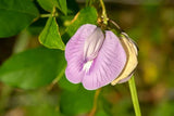 Clitoria ternatea Single Pink | Butterfly Pea | 10_seeds