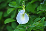 Clitoria ternatea Single Blue and White Mix | 10_Seeds