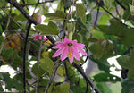 Passiflora coactilis | Tauso | 5_Seeds