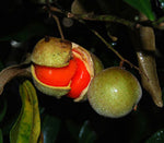 Passiflora coactilis | Tauso | 5_Seeds