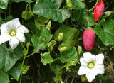 Coccinia grandis | Scarlet  Ivy Gourd | Kowai | 5_Seeds