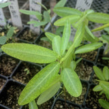 Codariocalyx motorius | Dancing Plant | Telegraph | Semaphore | 20_Seeds