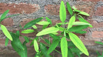Codariocalyx motorius | Dancing Plant | Telegraph | Semaphore | 20_Seeds