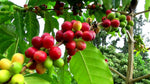 Coffea arabica | Arabian Coffee | 20_Seeds
