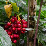 Coffea arabica | Arabian Coffee | 20_Seeds
