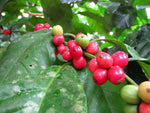 Coffea liberica | Liberian Coffee | 5_Seeds