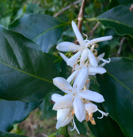 Coffea canephora robusta | Coffee | 5_Seeds