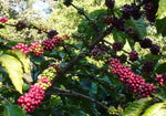 Coffea canephora robusta | Coffee | 5_Seeds