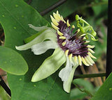 Passiflora colinvauxii | 5_Seeds