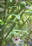 Passiflora colinvauxii | 5_Seeds