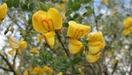 Colutea arborescens | Bladder Senna | 20_Seeds