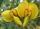 Colutea arborescens | Bladder Senna | 20_Seeds