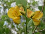 Colutea arborescens | Bladder Senna | 20_Seeds