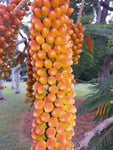 Colvillea racemosa | Colvilles Glory | Whip Tree | 10_Seeds
