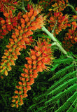Colvillea racemosa | Colvilles Glory | Whip Tree | 10_Seeds
