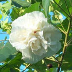 Hibiscus mutabilis Double | Cotton Rose | 10_Seeds