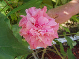 Hibiscus mutabilis Double | Cotton Rose | 10_Seeds
