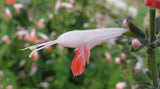 Salvia coccinea Coral Nymph | Texas Hummingbird Sage | 5_Seeds