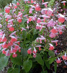 Salvia coccinea Coral Nymph | Texas Hummingbird Sage | 5_Seeds