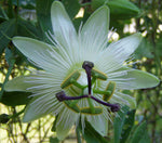 Passiflora caerulea Charlotte Corday | Hardy Passionvine | 10_Seeds