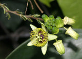 Passiflora coriacea | Bat Leaf | Wild Sweet Calabash | 20_Seeds