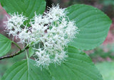 Cornus alternifolia | Green Osier | Alternate Leaf Dogwood | 5_Seeds