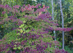 Cornus alternifolia | Green Osier | Alternate Leaf Dogwood | 5_Seeds