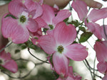 Cornus florida rubra | Pink-flowering Dogwood | 10_Seeds