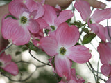 Cornus florida rubra | Pink-flowering Dogwood | 10_Seeds