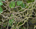 Corylus avellana Contorta | Harry Lauders Walking Stick | 5_Seeds